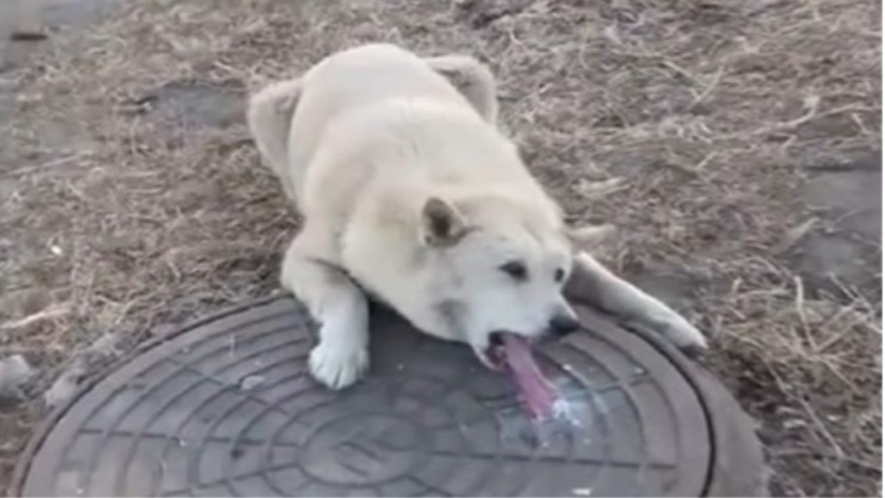 Cane con lingua incollata ad un tombino