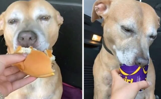 Il cane malato terminale prova per la prima volta il fast food e lo adora (VIDEO)