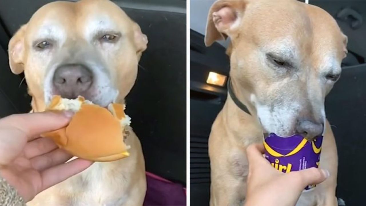 cane mangia il panino