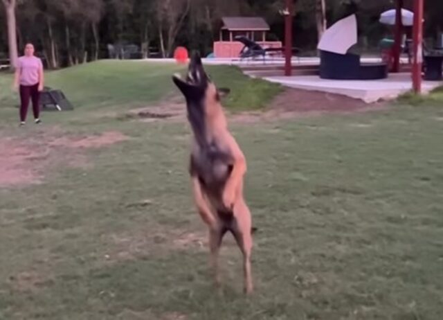 Mentre prendeva una pallina al volo, il cagnolino non ha considerato il punto di atterraggio (VIDEO)