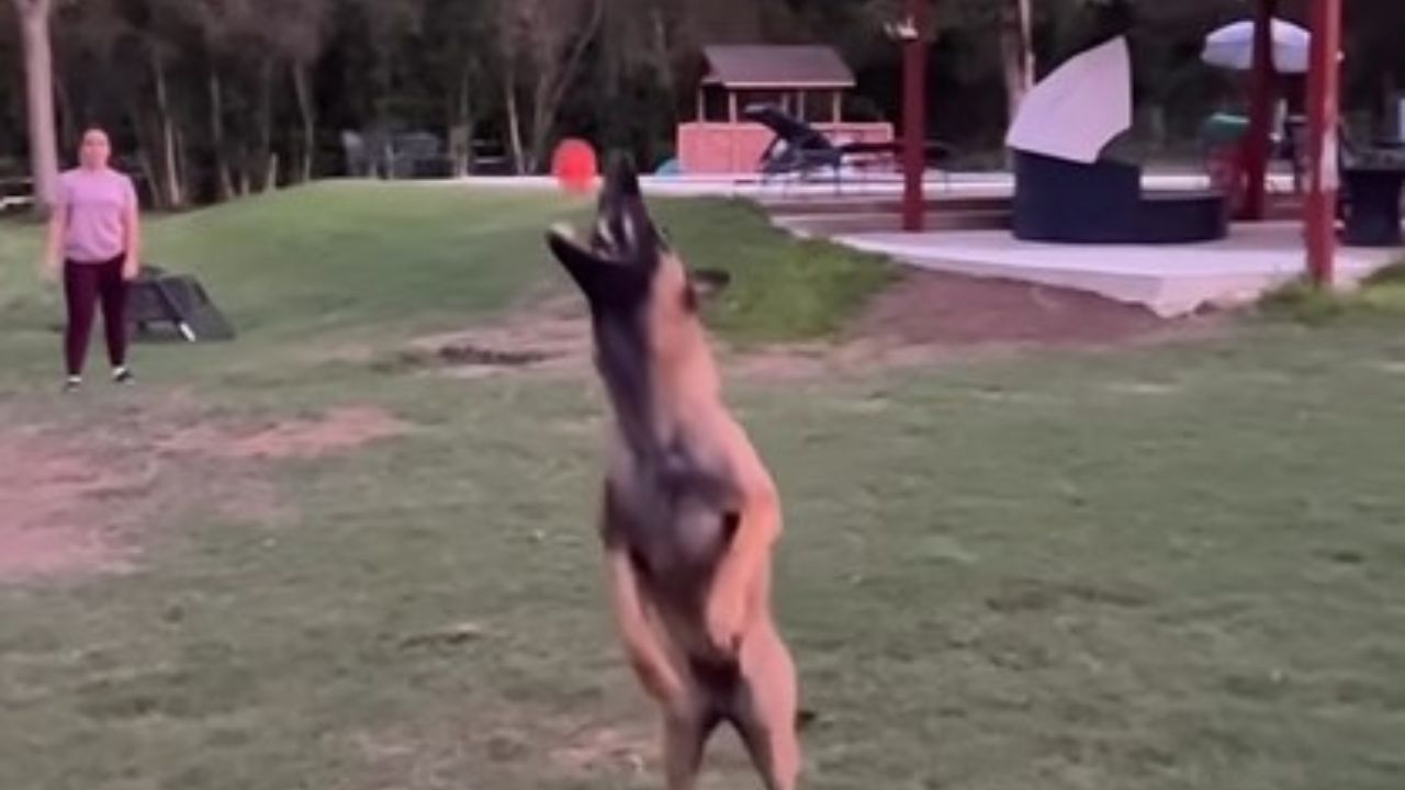 cane che prende la pallina