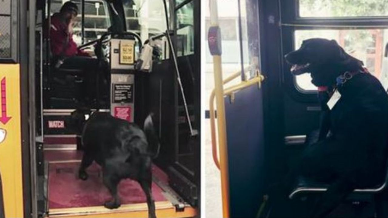 Un cane che sale sull'autobus