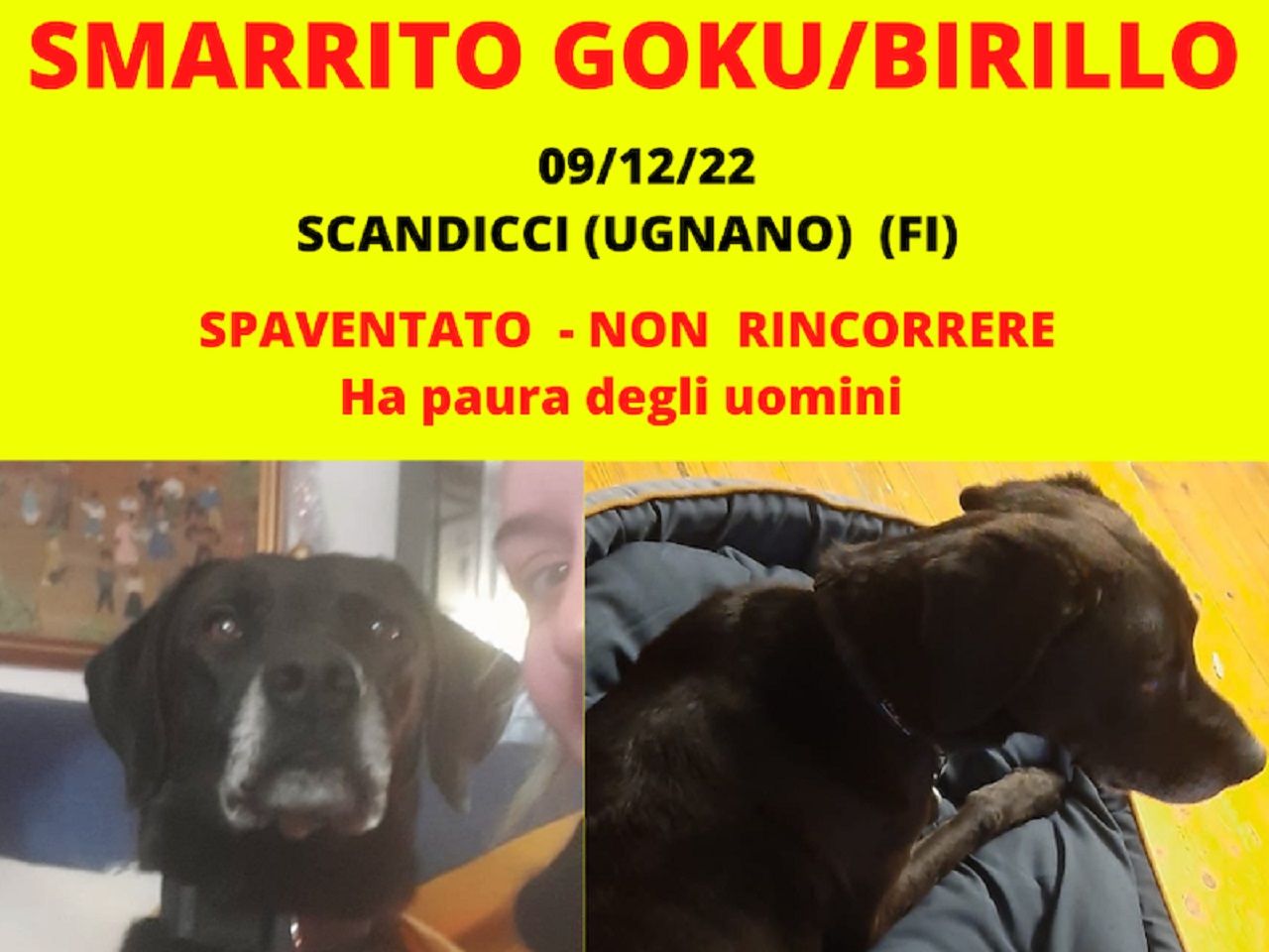 Annuncio di smarrimento del cane