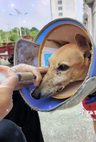 Le condizioni di questo cane sembravano condannarlo: poi l’amore e la trasformazione (VIDEO)