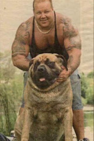 Lui si chiama Hercules e (per il momento) è il cane più potente e pesante del mondo