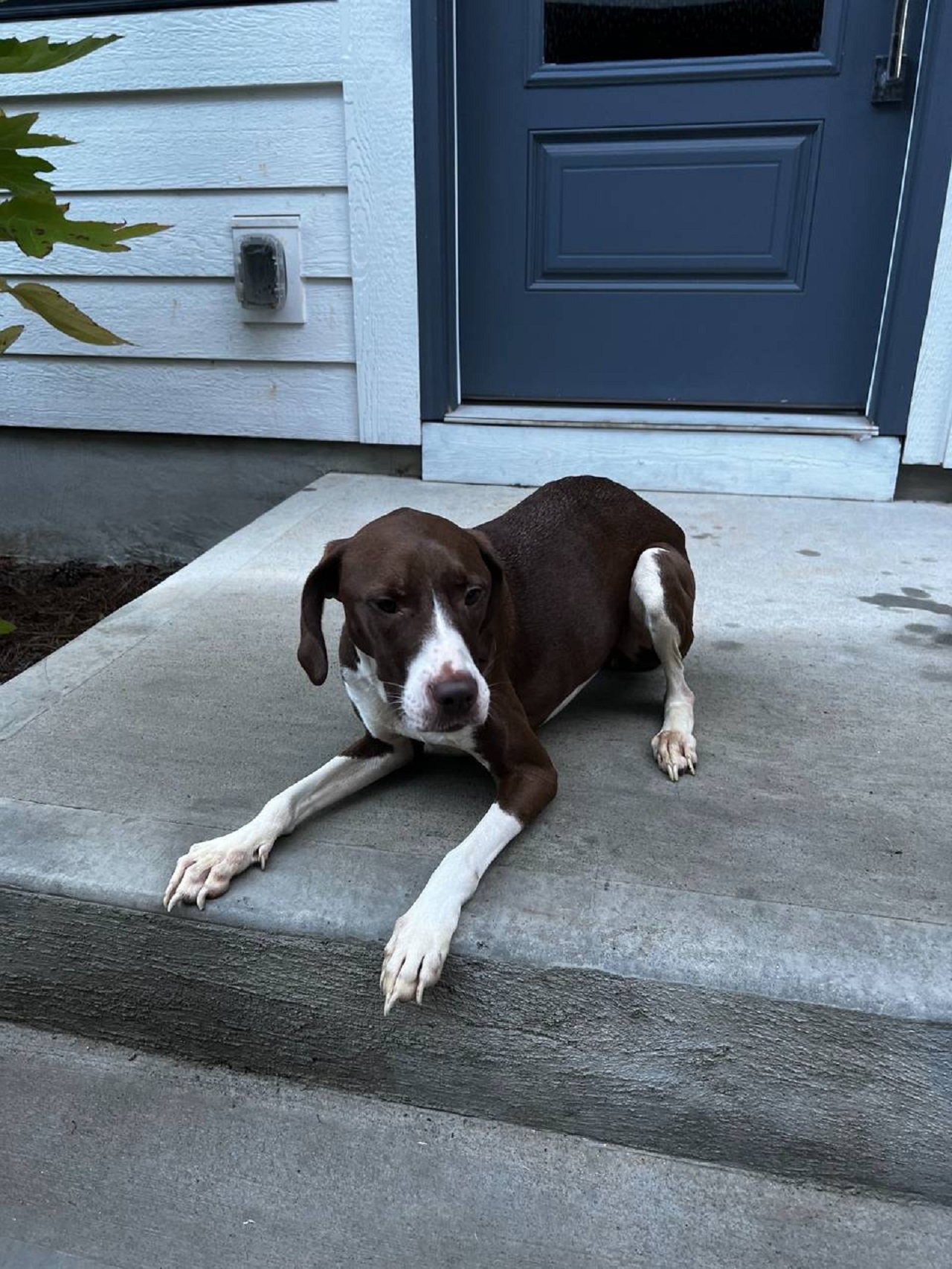 Cane marrone e bianco sdraiato davanti casa