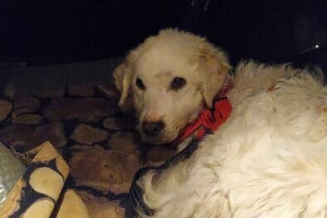 Cane ritrovato dopo 4 mesi: Pina torna a casa a Natale