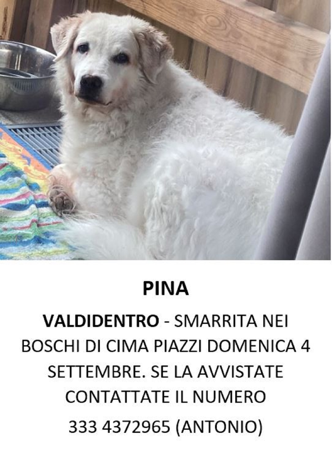 Appello per ritrovare un cane smarrito