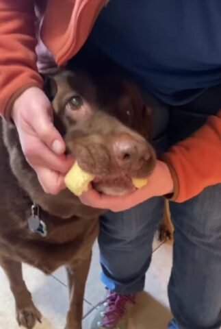 Il cane ruba un pezzo di pane e non vuole assolutamente cederlo (VIDEO)