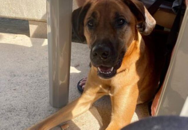 Cane rubato da un’auto parcheggiata a Filadelfia ritrova la famiglia