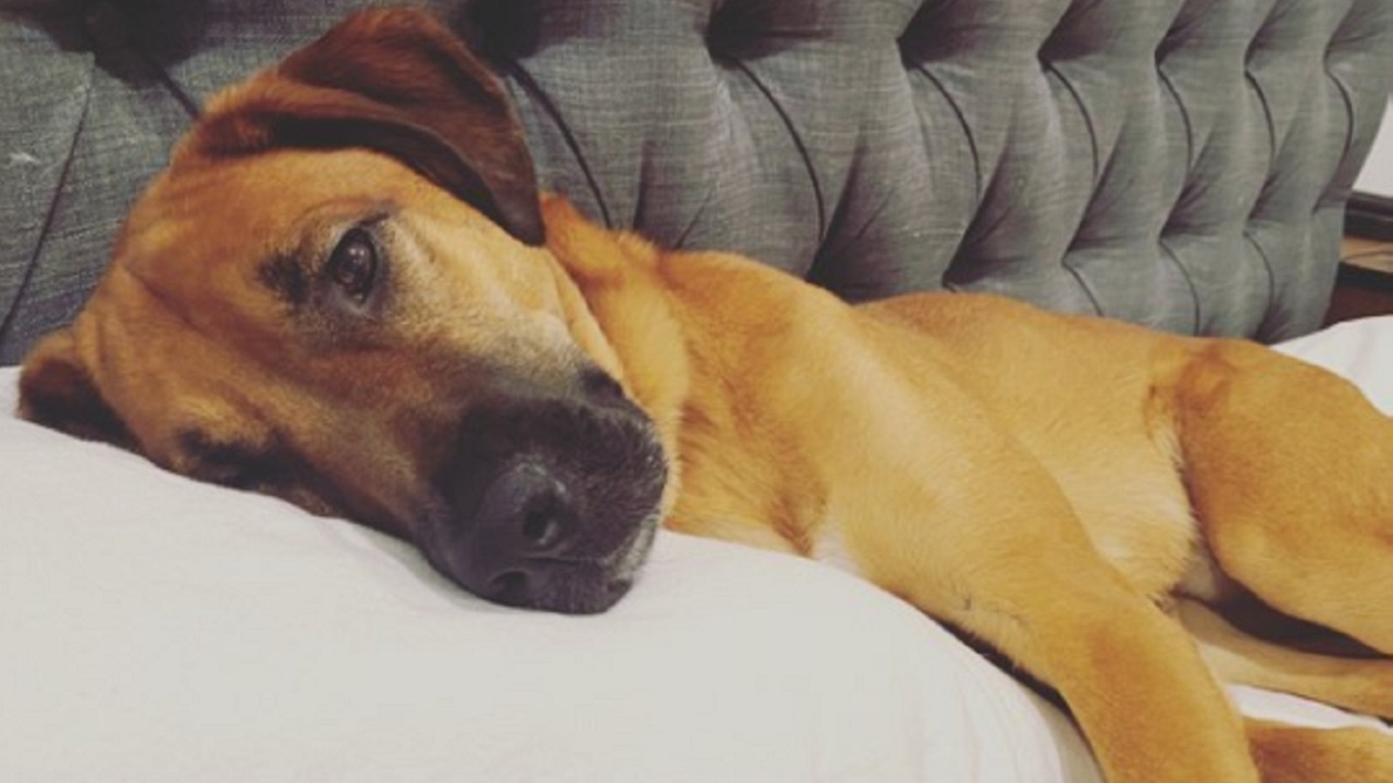 Cane marrone dorme sul divano