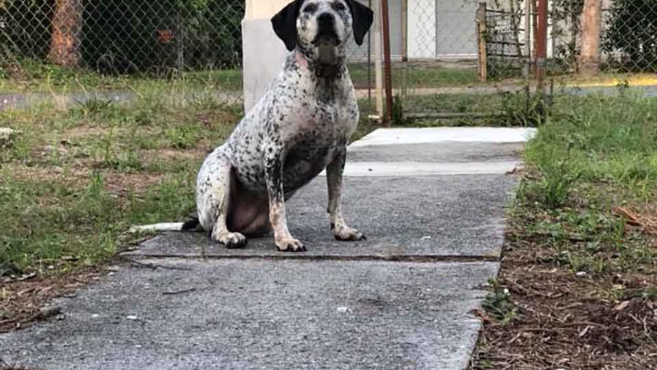 il cagnolone seduto