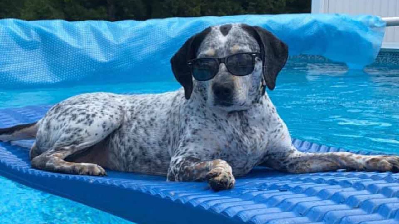 cane in piscina