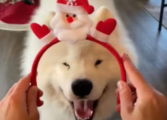 Sì, questo Samoiedo sa benissimo come deve festeggiare il Natale: che scene! (VIDEO)