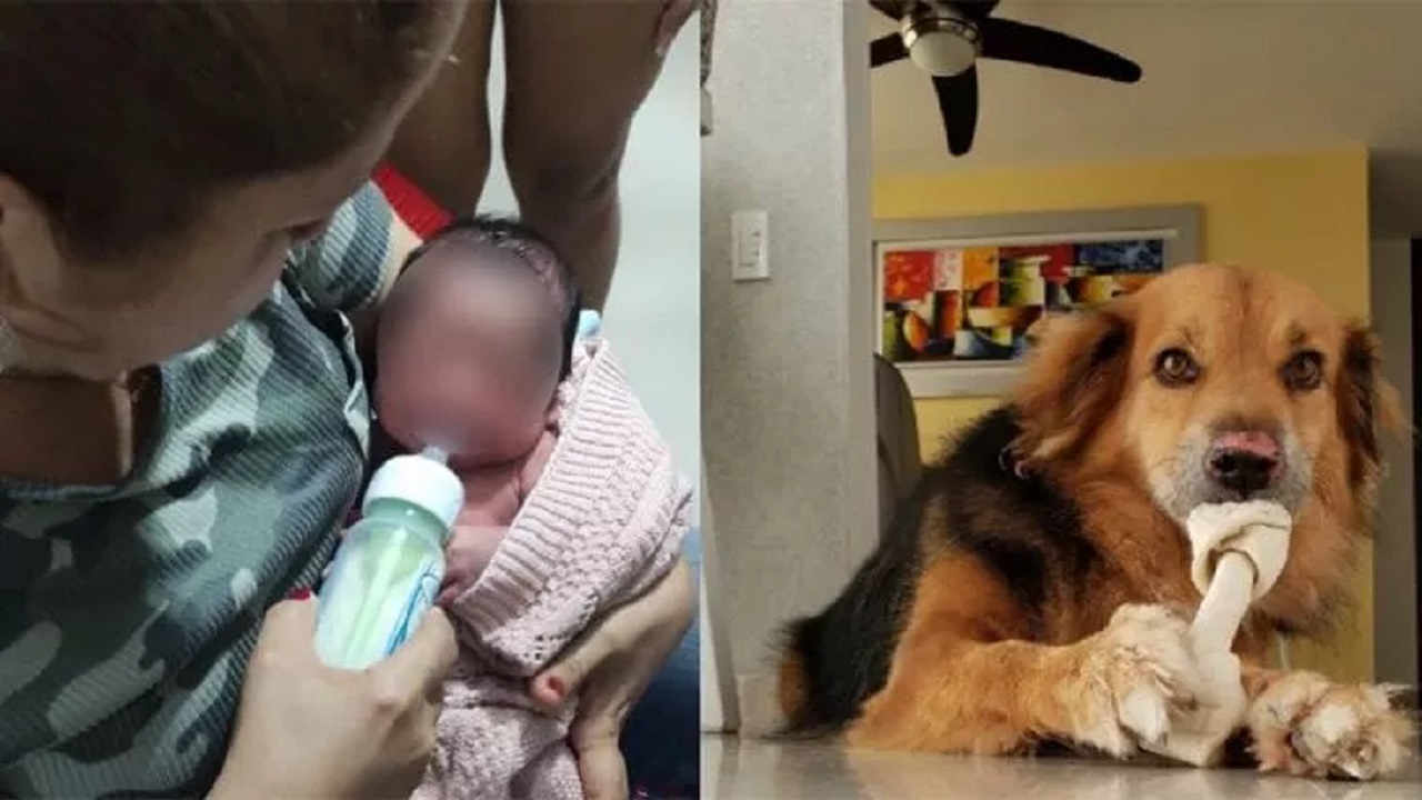 Cane e neonato in braccio alla mamma