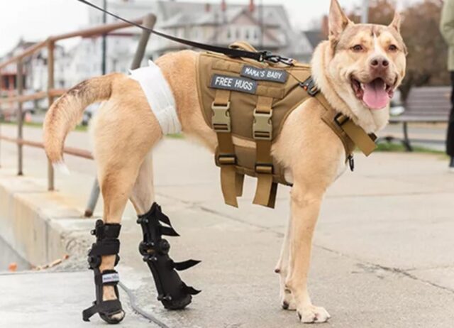 Questo cane senza zampe ha imparato a camminare grazie alle protesi: è dolcissimo