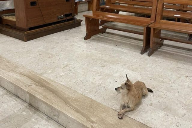 Cane si rifugia in chiesa: il prete lo accoglie e scherza dicendo che è pronto per le Cresime
