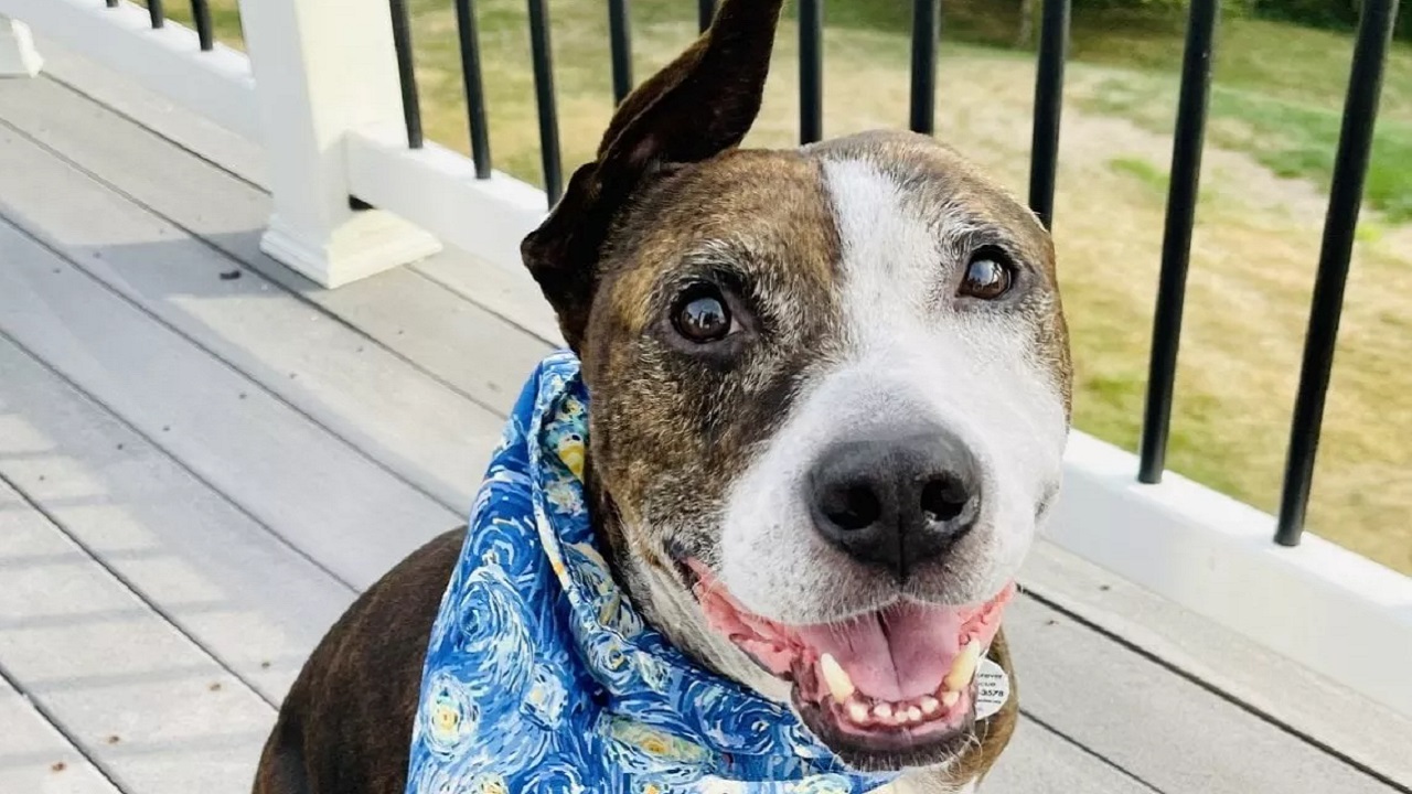 Cane con bandana al collo senza un orecchio