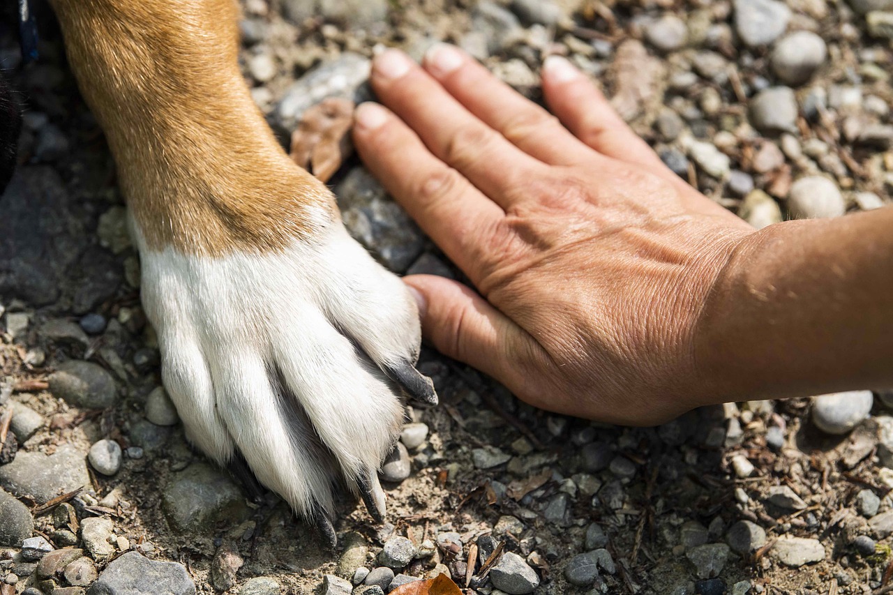 Zampa del cane e mano umana
