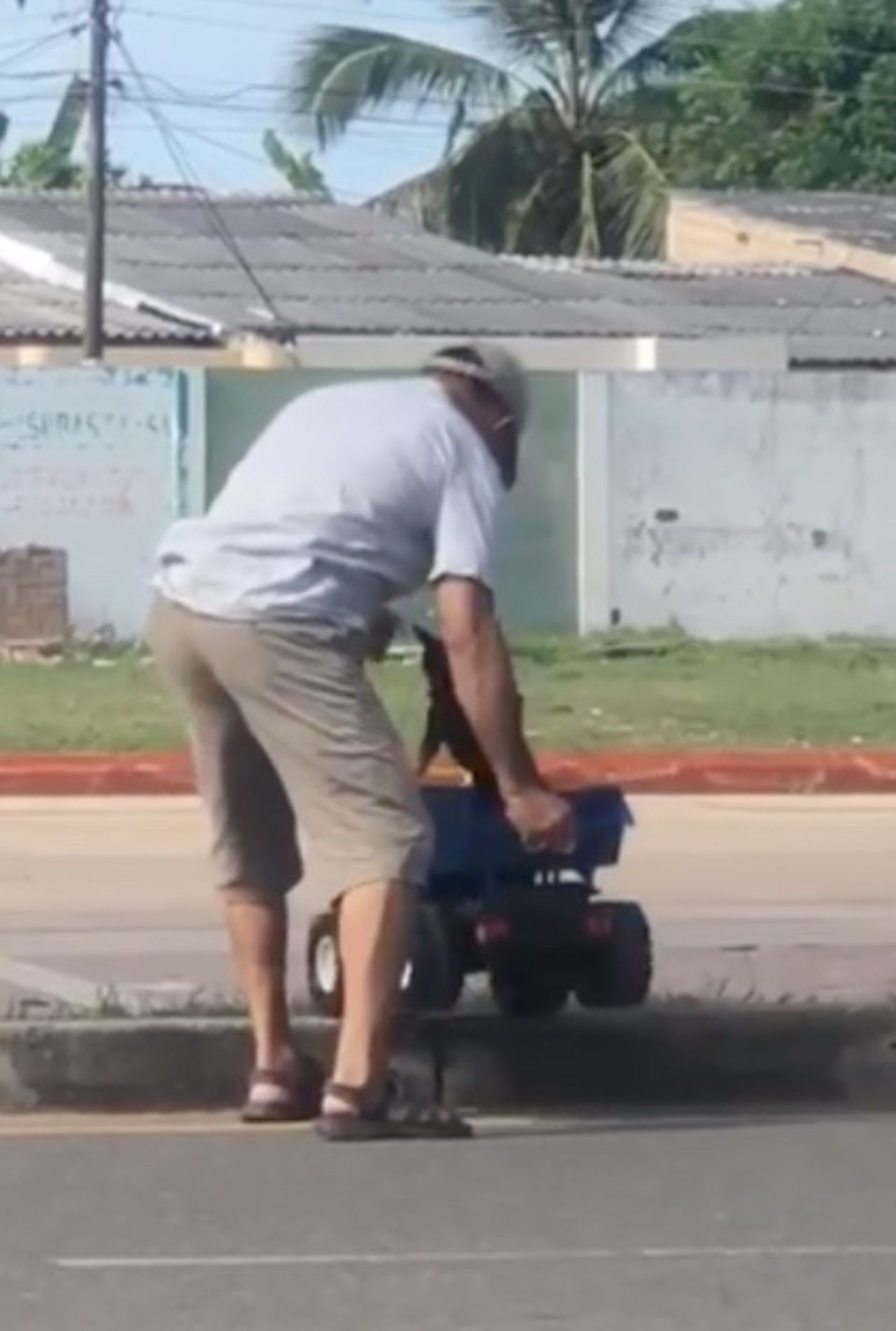 cane su camion giocattolo