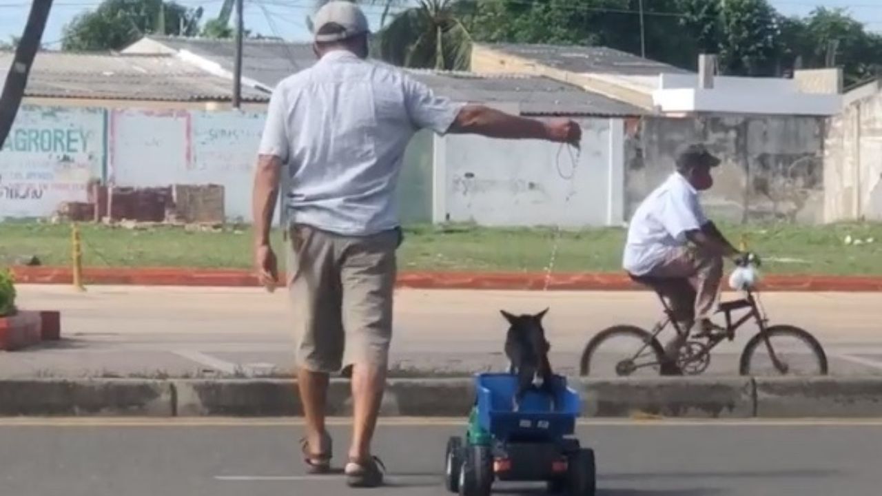 cane su camion giocattolo