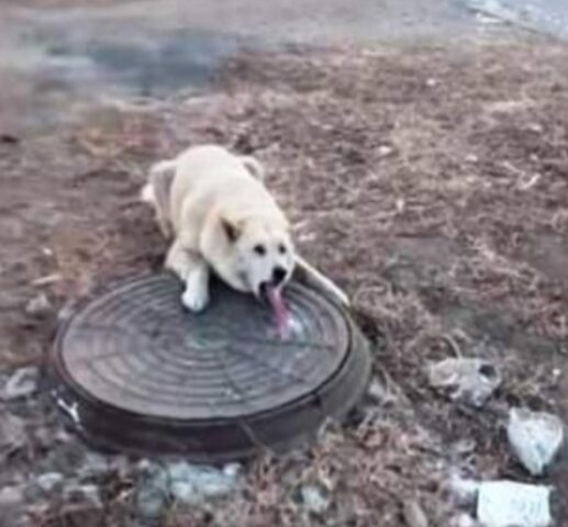 Lo hanno trovato così, con la lingua attaccata ad un tombino: questo cane è stato molto fortunato