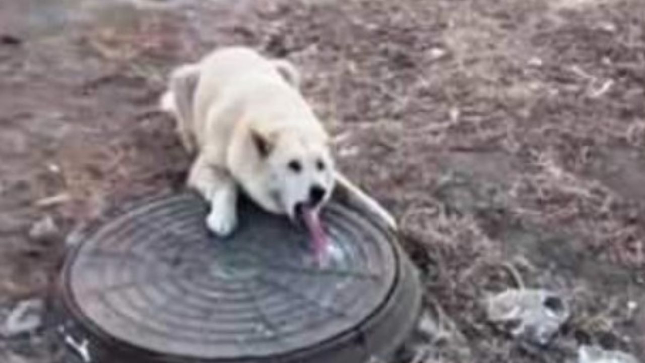 cane con lingua sul tombino