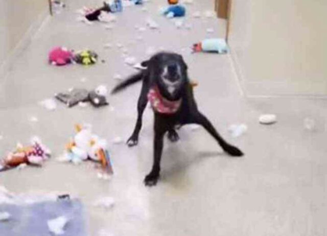Il cane trova aperta la porta del rifugio dove sono conservati i giocattoli: che macello (VIDEO)