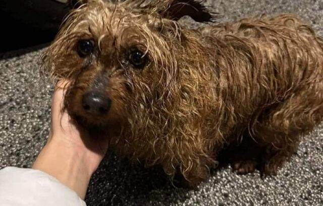 Cane trovato ad Avezzano, ha il collarino ma non si trova il proprietario