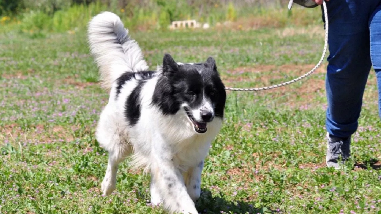 Cane bianco con muso nero passeggia