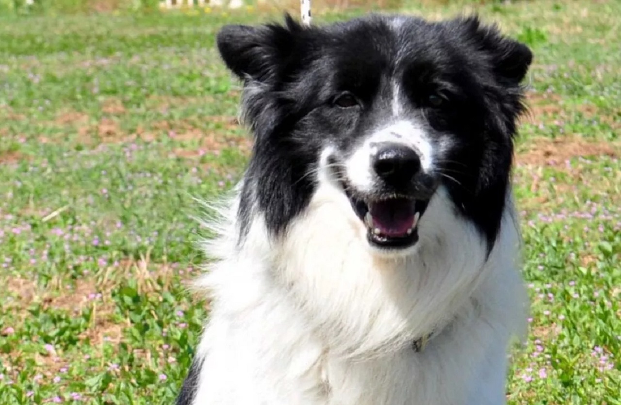 Cane  bianco con  muso nero