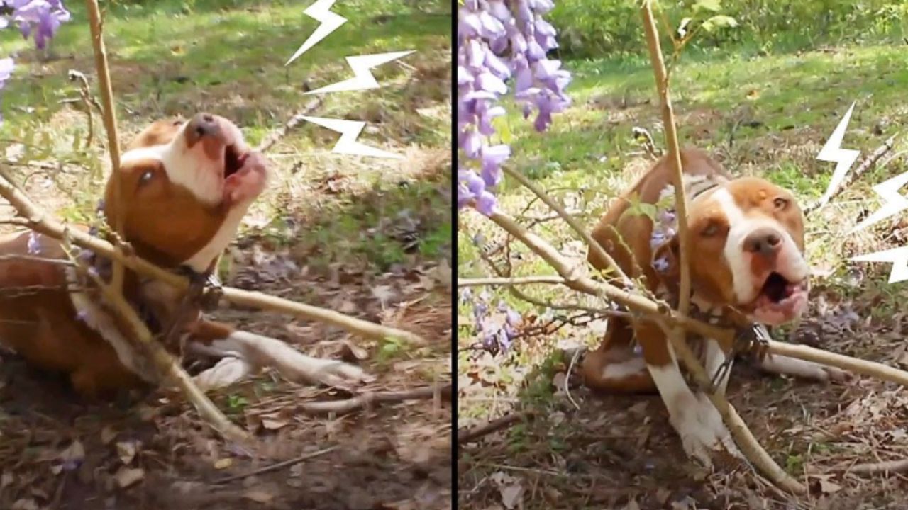 cane vittima di abbandono