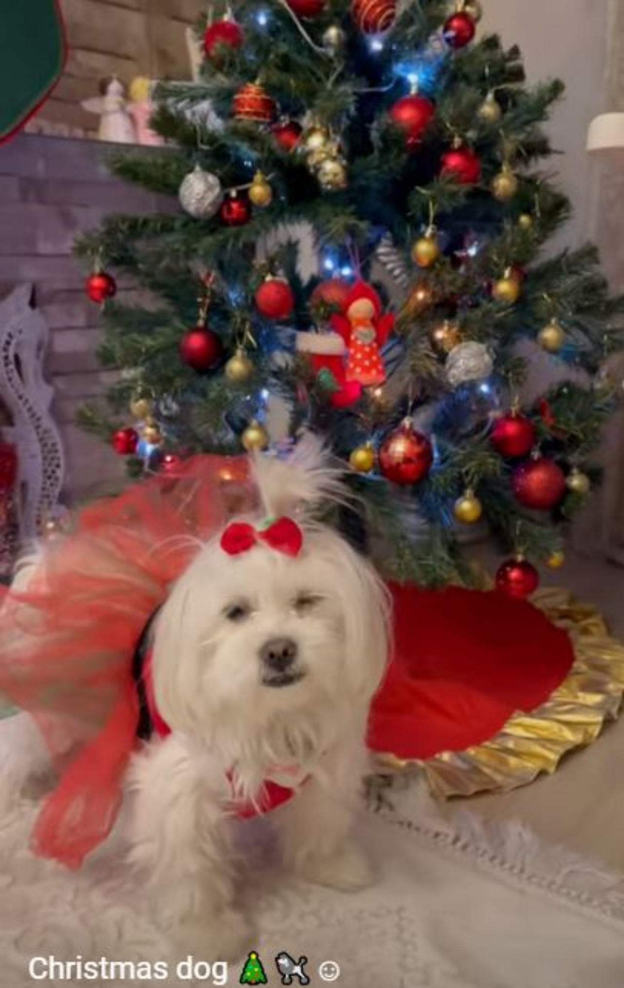 Un cane con una gonnellina rossa