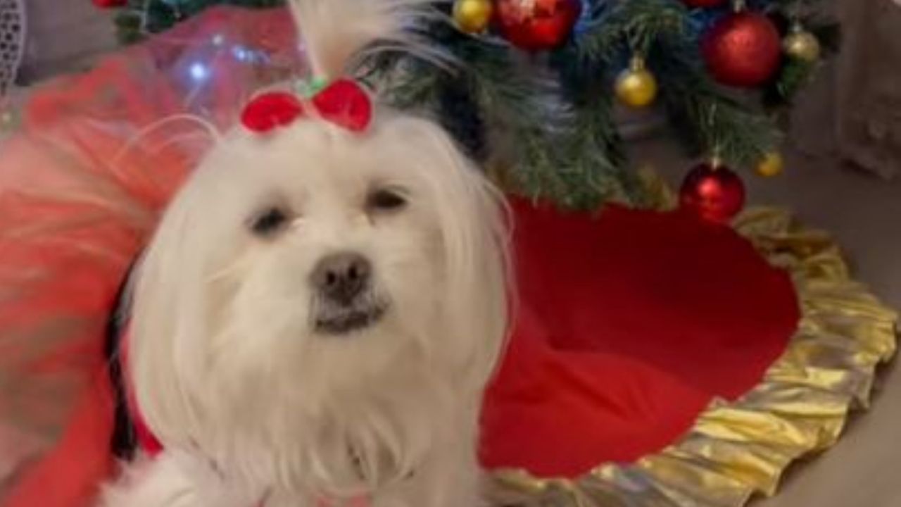 Una cagnolina di fronte all'albero di Natale