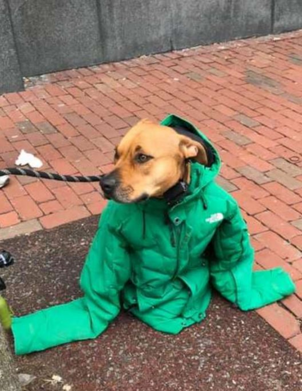 Un cane con un giubbotto verde