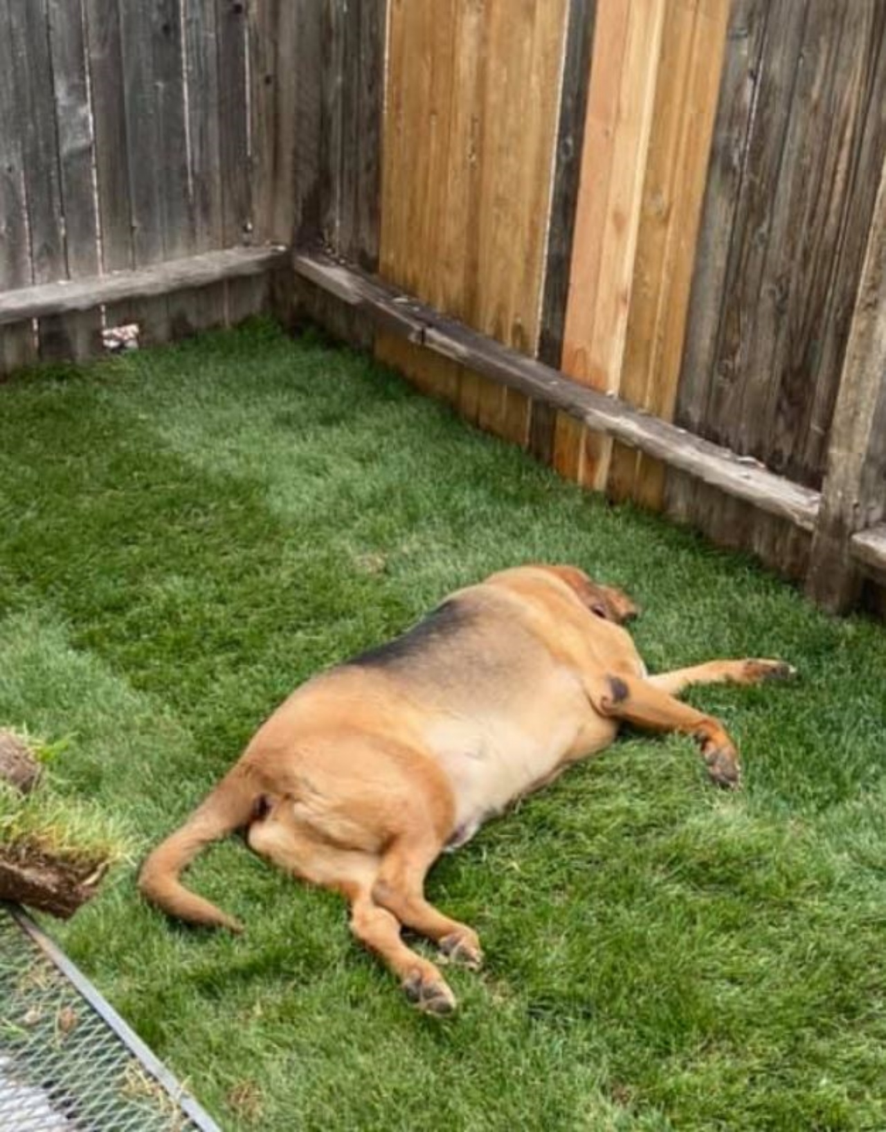 un cane sdraiato in cortile
