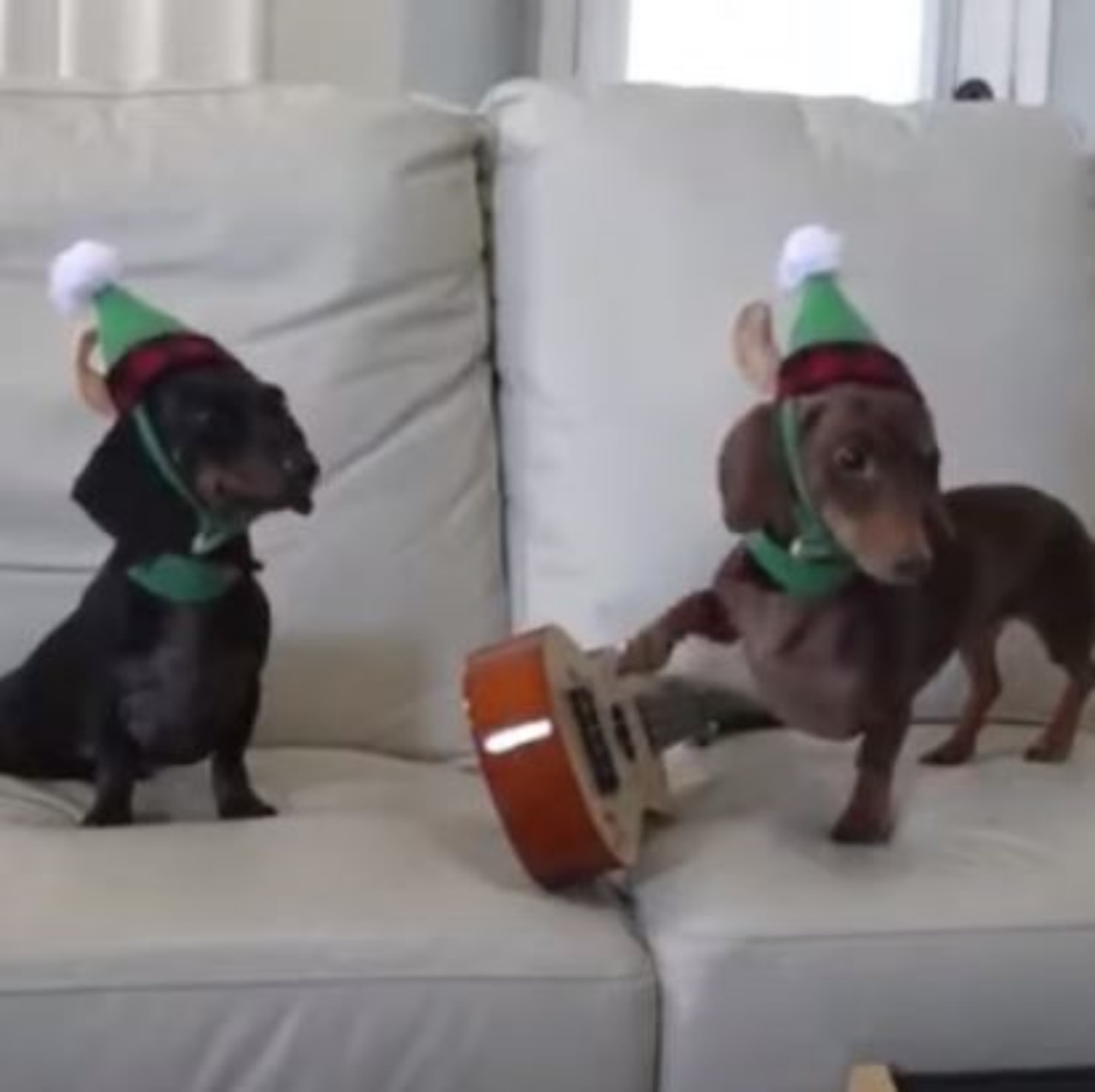 Due cani che suonano sul divano