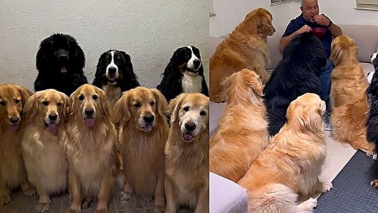 Cani seduti e in posa per una foto e cani che guardano il loro papà adottivo mangiare