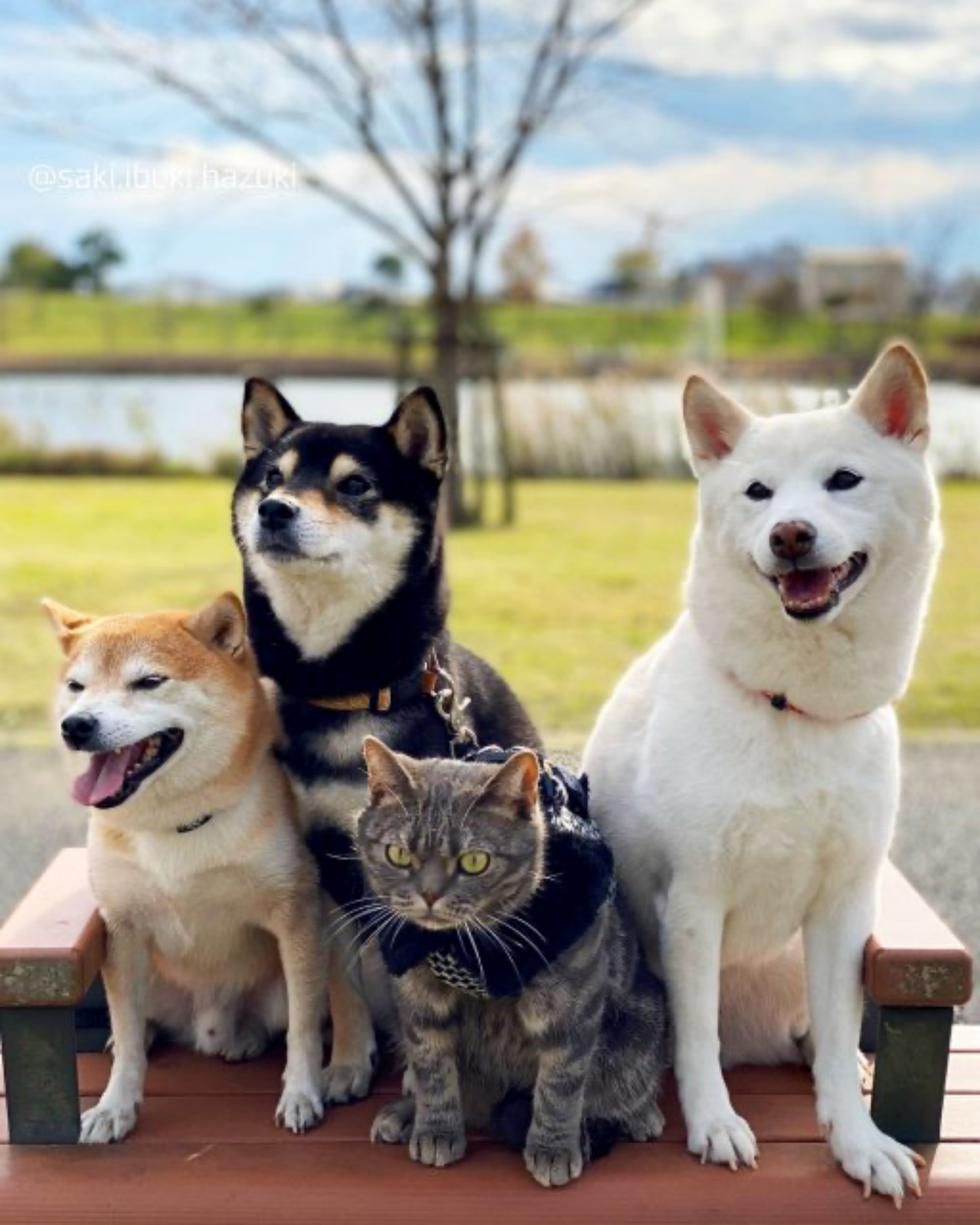 famiglia di cani e gatti