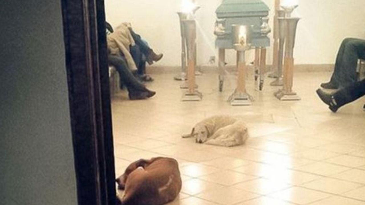 Cani ad una veglia funebre