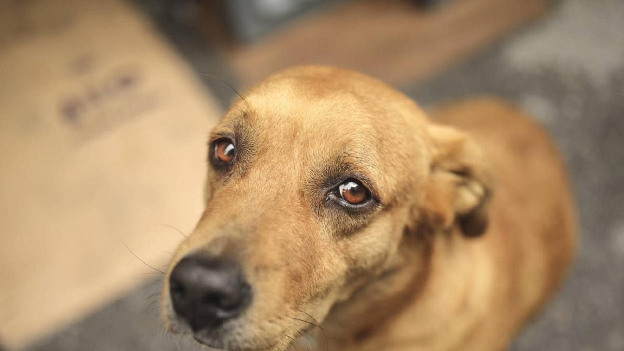 Volto triste del cane marroncino