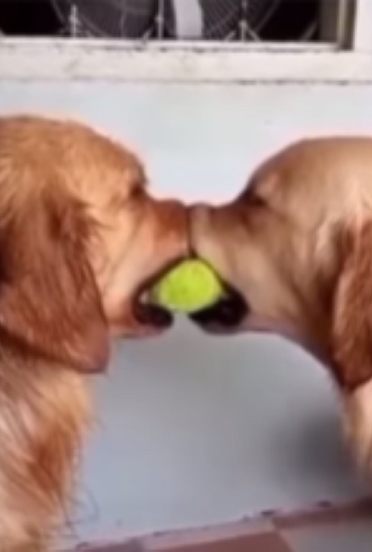 cani litigano per la pallina