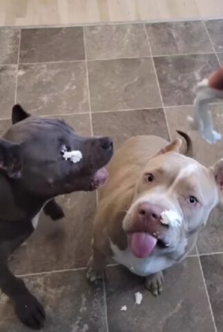 I due cani cercano di mangiare la panna spray, ma finisce ovunque tranne che nelle loro bocche (VIDEO)