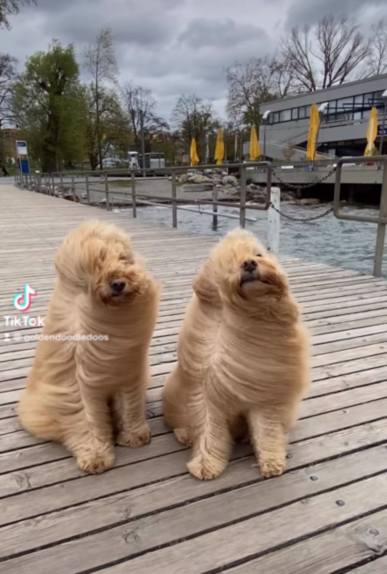 cani sembrano mocio per pavimenti