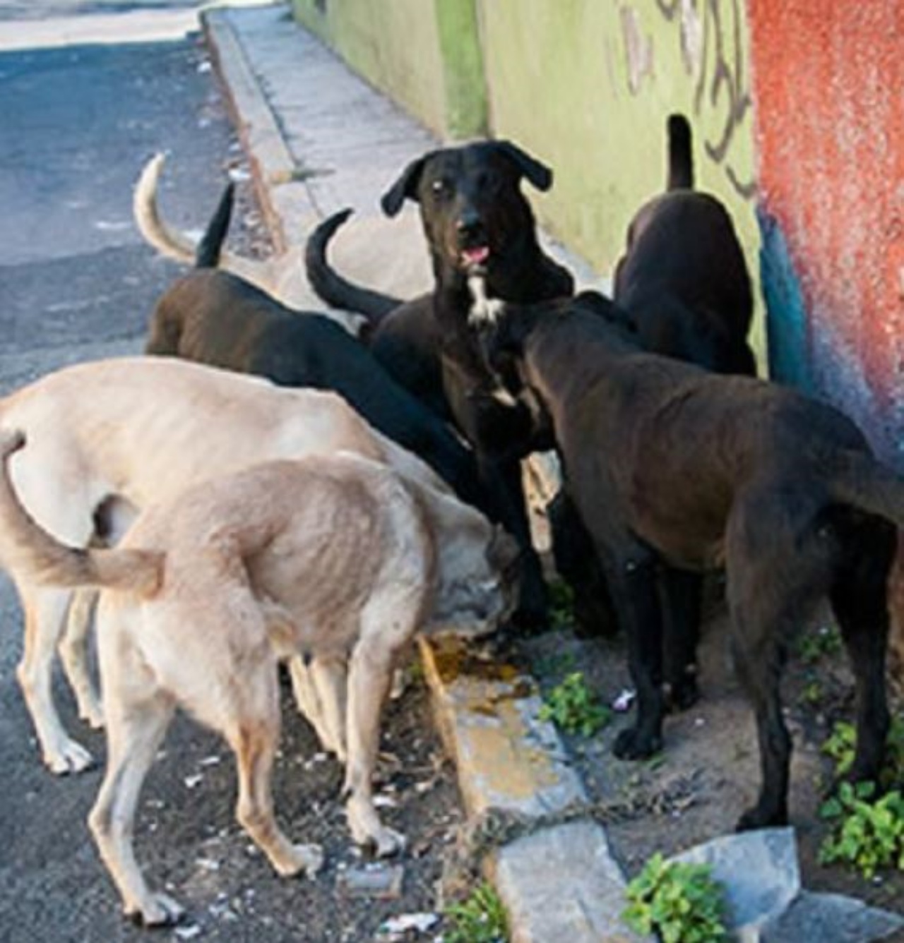 Dei cani in strada