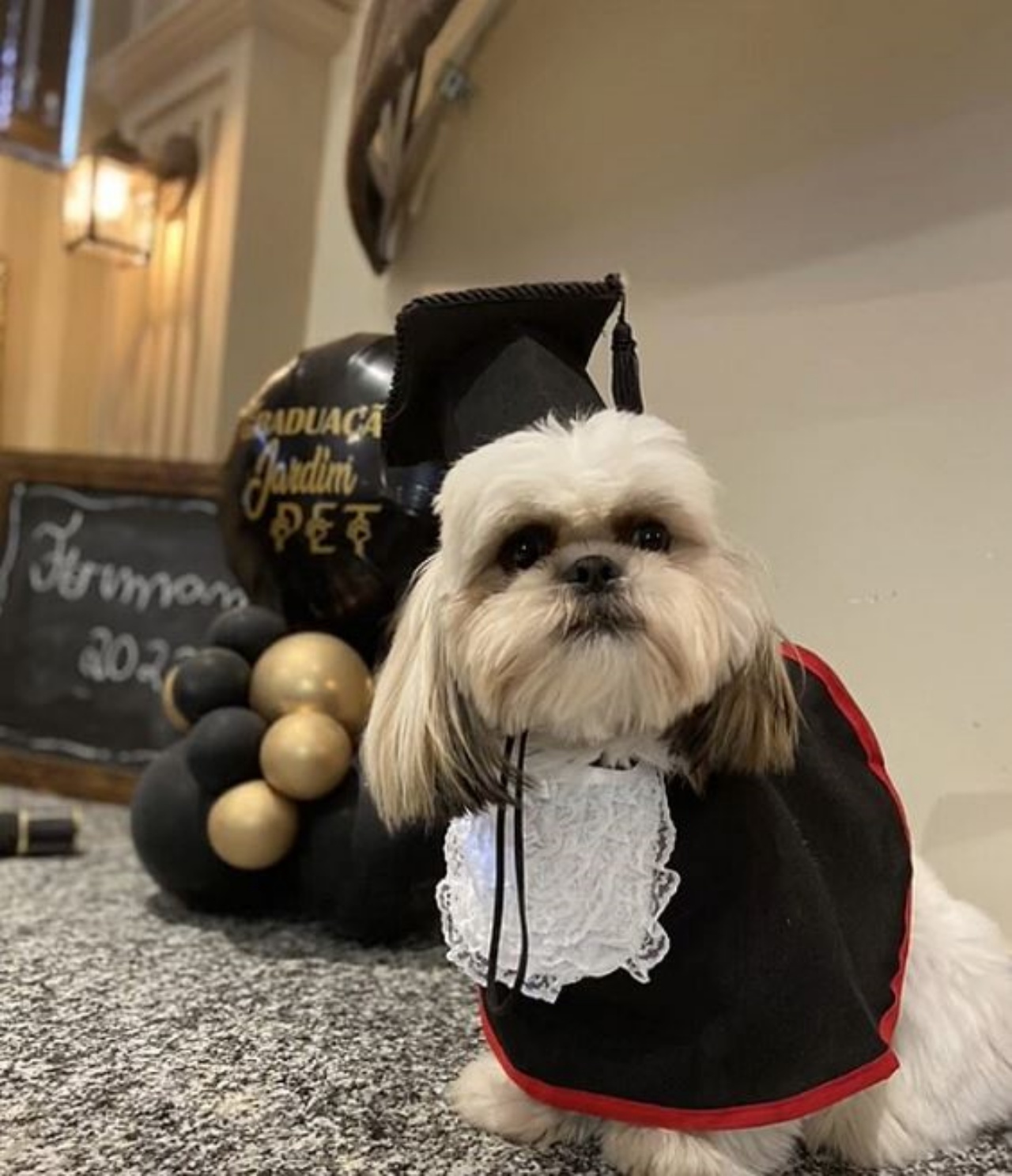 Un cane vestito con la toga