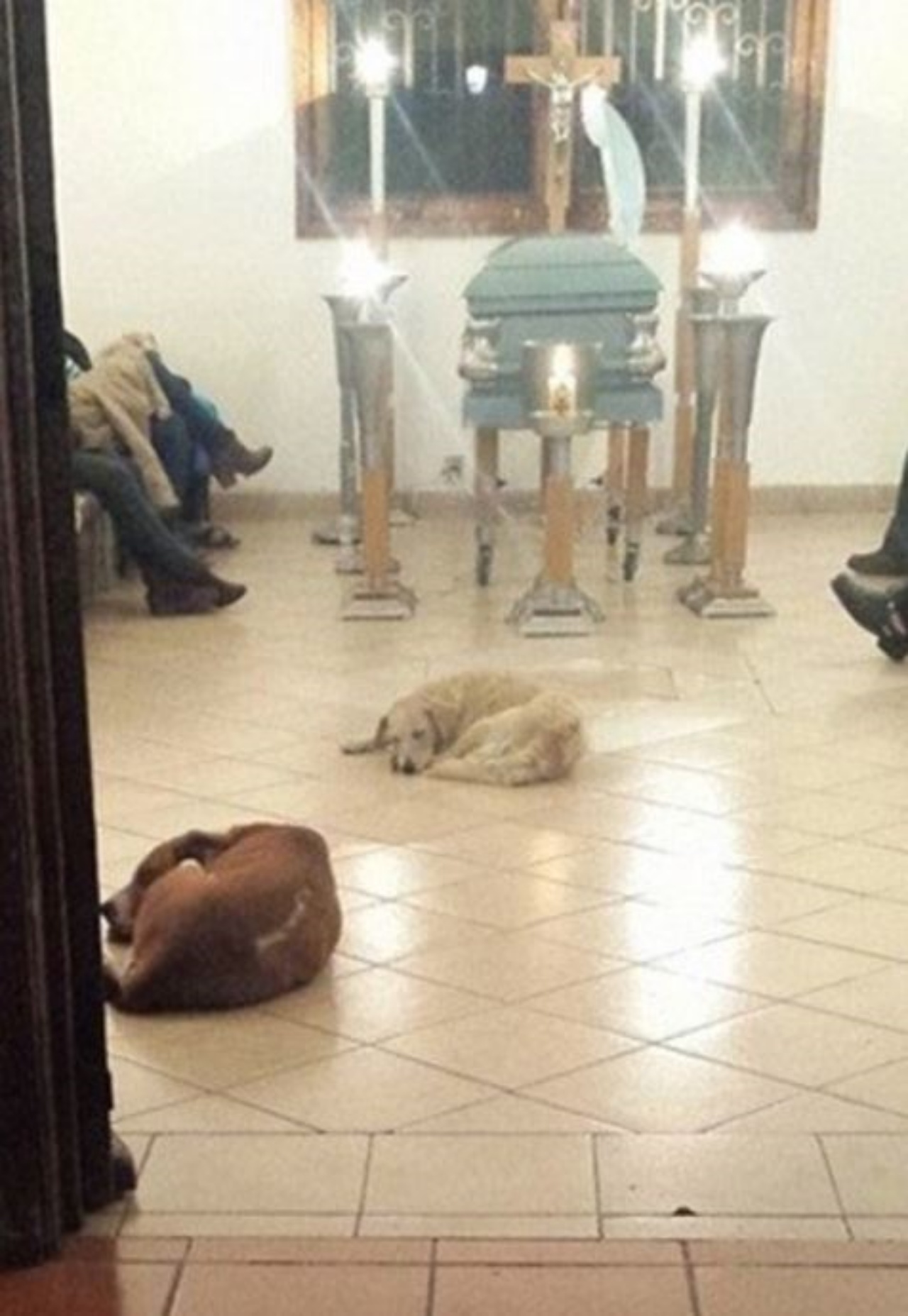 Cani al funerale di Margarita