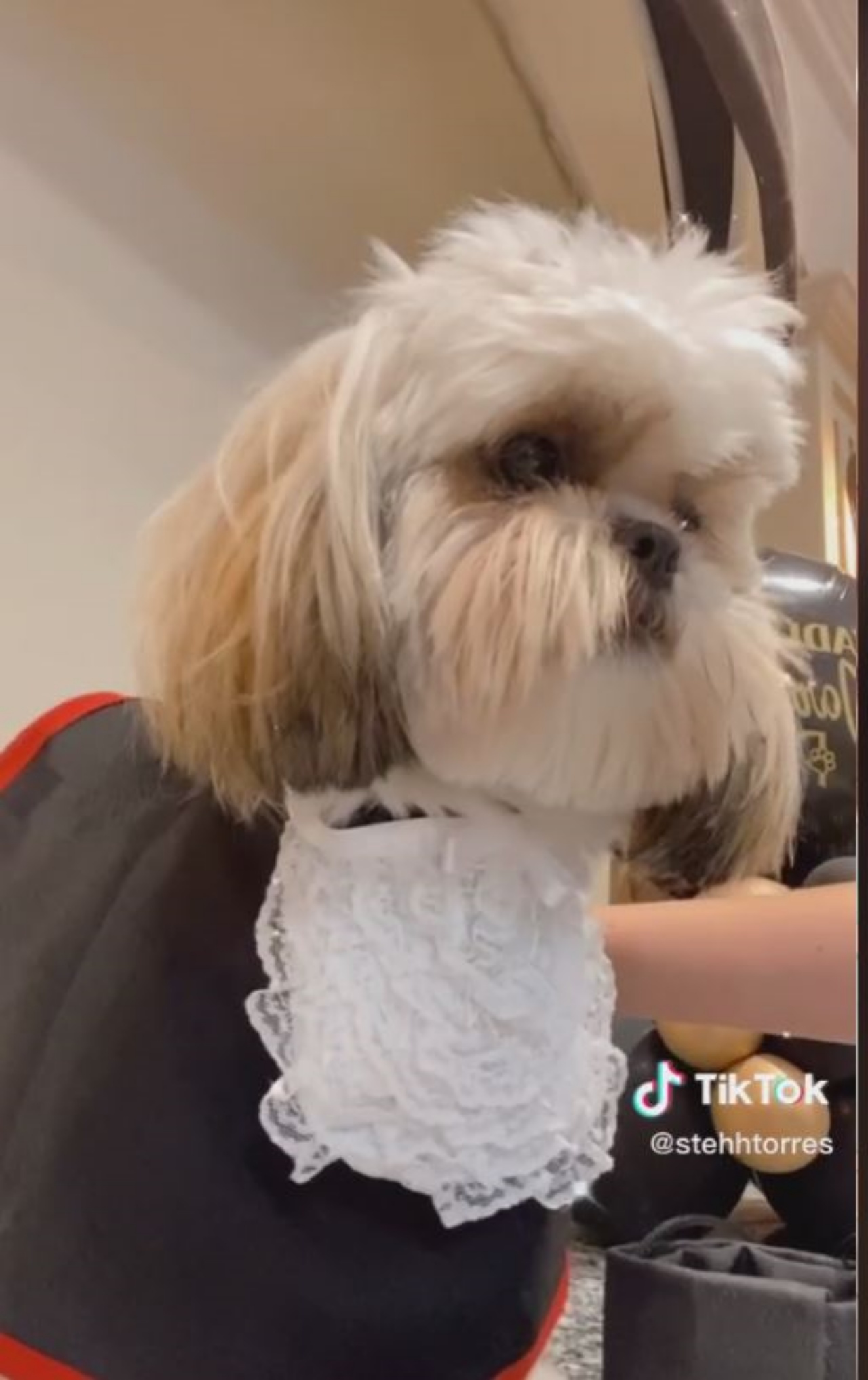 Un cane Shih-tzu vestito per la sua laurea