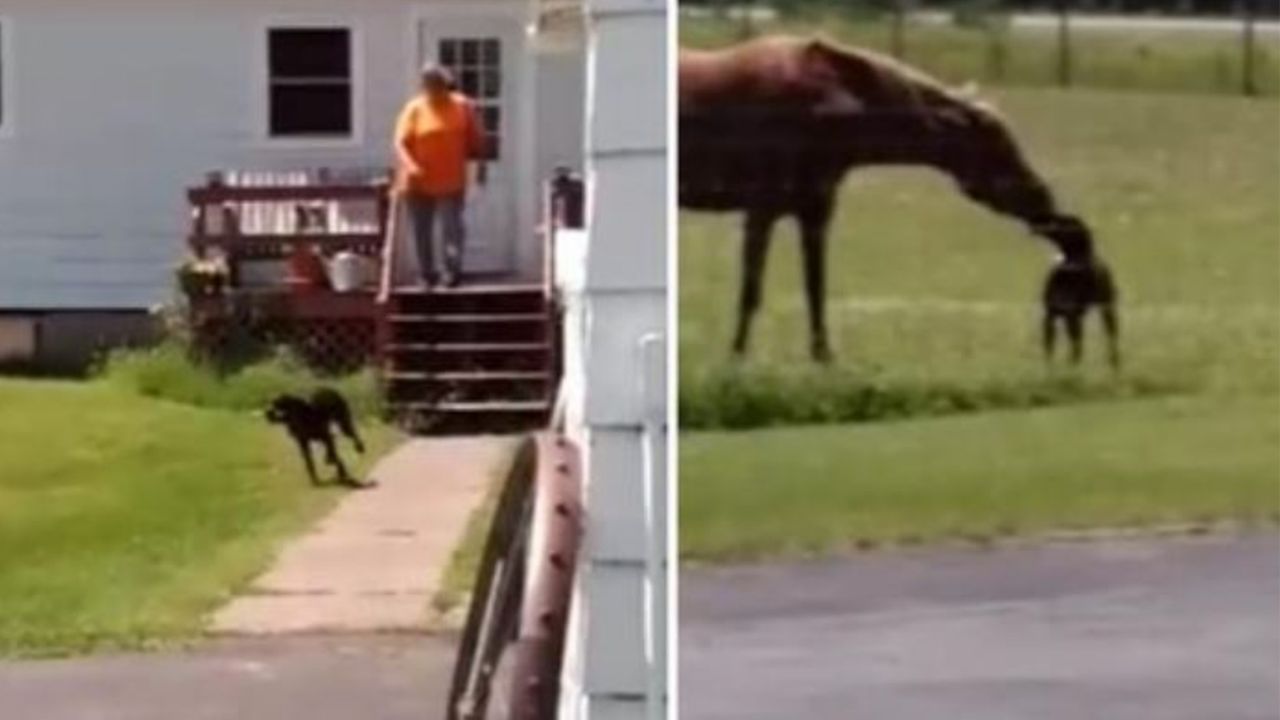 Un cane con un cavallo davanti casa di Tina