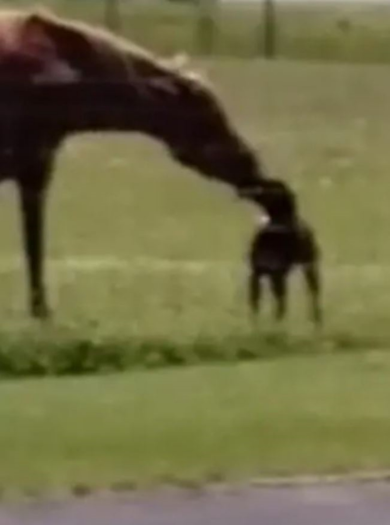 Un cane dona una carota ad un cavallo